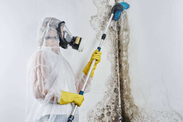 Reliable Sorgho, KY Mold Removal & Remediation Solutions